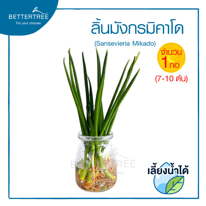 ลิ้นมังกรมิคาโด (จำนวน 1 กอ) เลี้ยงน้ำได้  Sansevieria Mikadoไม้มงคล ไม้ฟอกอากาศ ต้นไม้