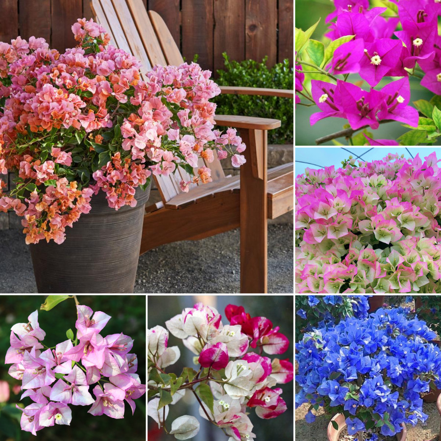 100 เมล็ดพันธุ์ ต้นเฟื่องฟ้าแคระ Bougainvillea Seeds พันธุ์ไม้ดอก ต้นไม้ฟอกอากาศ เมล็ดดอกไม้ ไม้ประดับ บอนสีสวยๆ