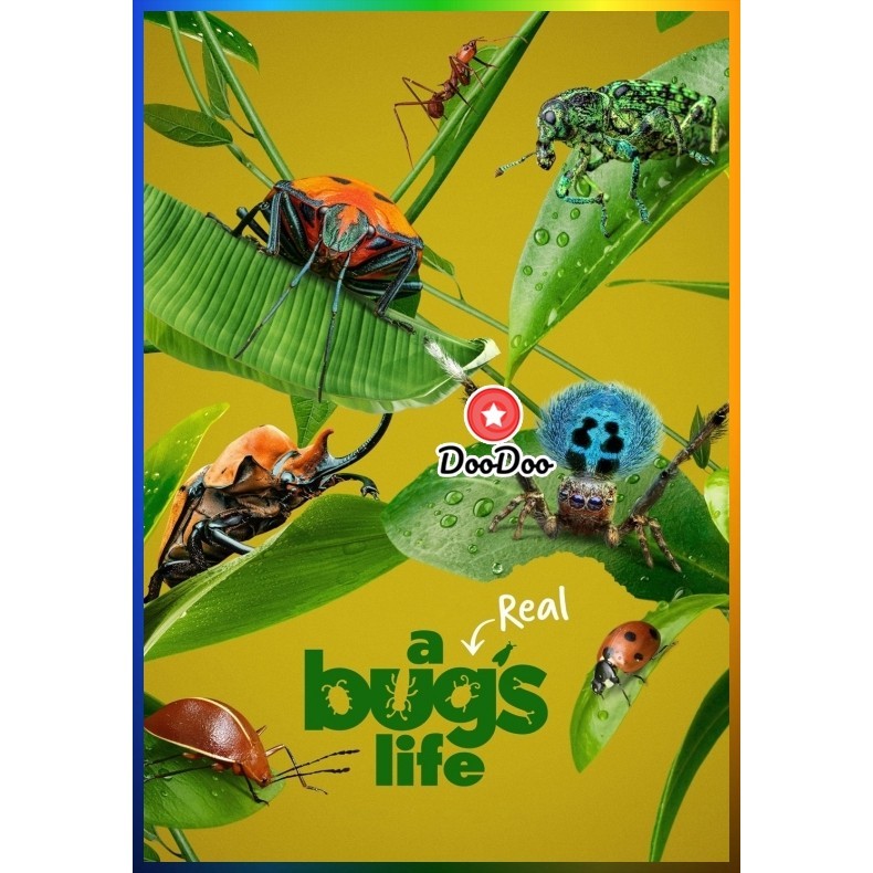 DVD A Real Bug s Life Season 1 (2024) 5 ตอน หนังดีวีดี หนังใหม่ เสียง อังกฤษ | ซับ ไทย