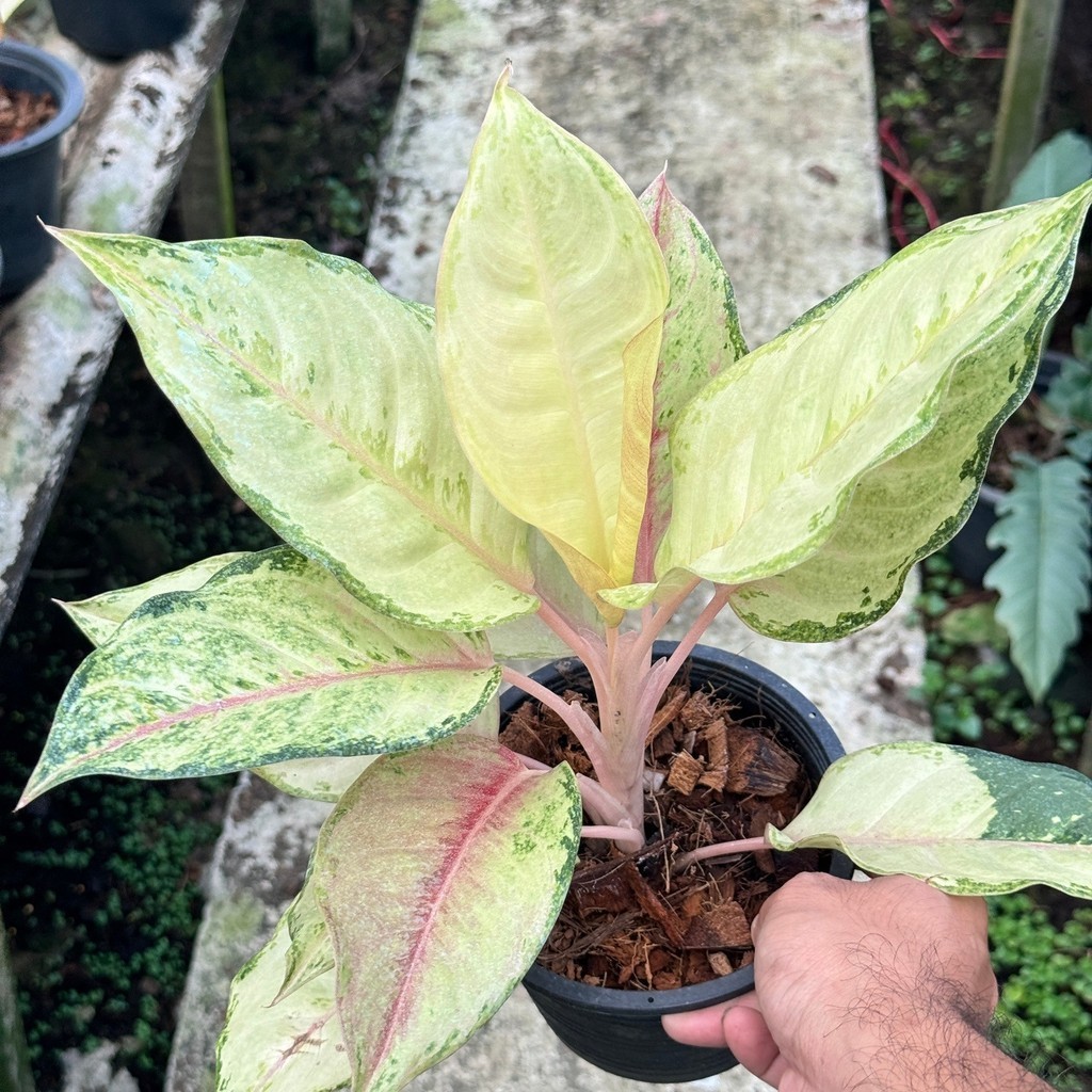 มุมมอง 4