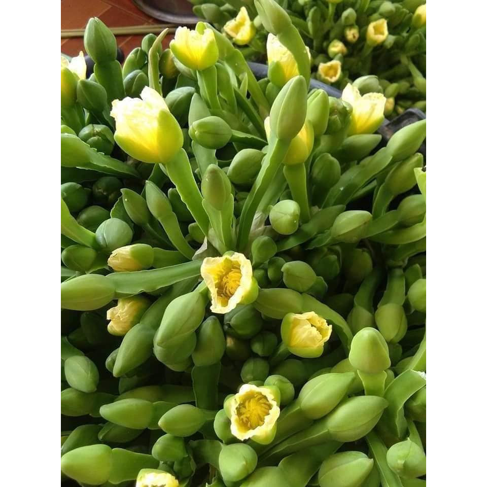 [10แถม1คละได้] เมล็ดพันธุ์ ผักพายใหญ่ ผักก้านจอง  เก็บผลผลิต ได้ทั้งปี 90-200 เมล็ด มีคู่มือการปลูก