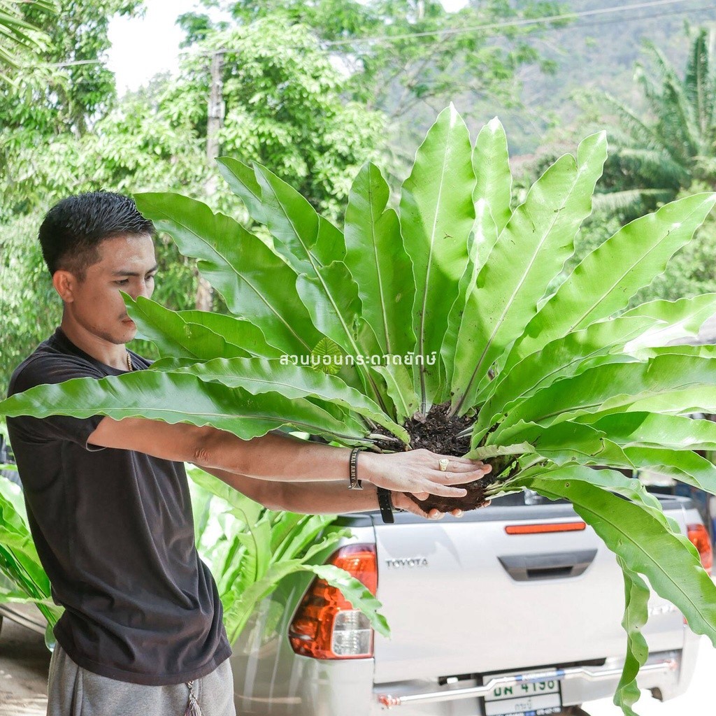 เฟิร์นข้าหลวง เฟิร์นข้าหลวงหลังลาย เฟิร์นรังนก เฟิร์นข้าหลวงโอซาก้า ไซส์S