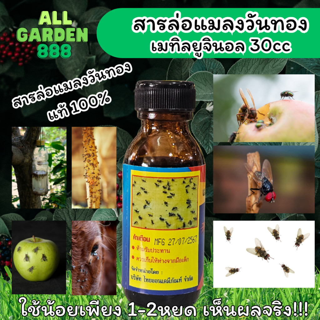 ปราบแมลงวัน เมทิลยูจินอล (Methyl Eugenol) สารล่อแมลงวันทอง ขนาด 30 ซีซี