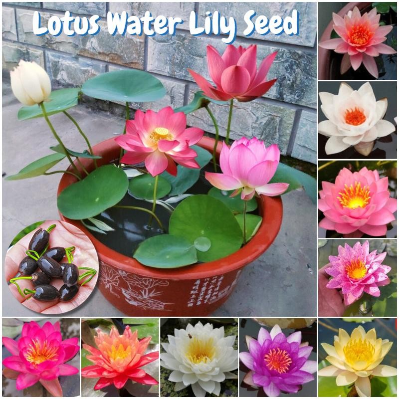 บรรจุ 20 เมล็ด เมล็ดพันธุ์บัวจิ๋ว บอนสี Mini Lotus Water Lily Flower Seeds เมล็ดดอกไม้ ดอกบัวแคระ บัวจิ๋วญี่ปุ่น บอนสี