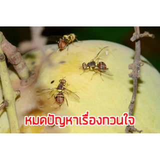 สเปร์ยล่อแมลงวันทอง/สารล่อแมลงวันทอง/อุปกรณ์ดักแมลงวันทอง กับดักแมลงวันทอง น้ำยาดักแมลงวันทอง น้ำยาล่อแมลงวัน หัวเชื้อ