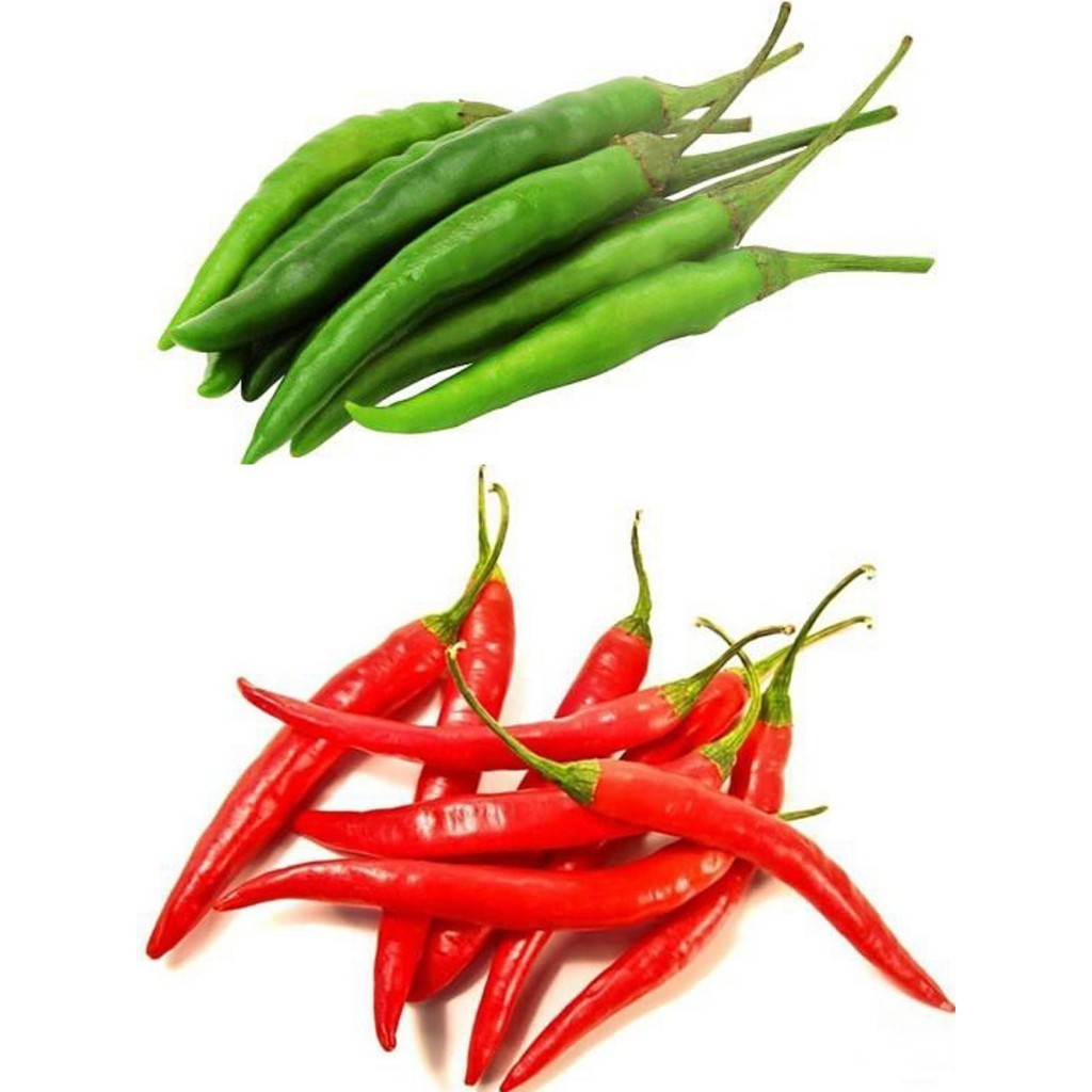 (3แถม1) จำนวน 500 เม็ด/ซอง เมล็ดพันธุ์พริกแดงจินดาผลดิบสีเขียว ผลแก่สุกสีแดงเข้ม ใช้ได้ทั้งผลสดและแห้ง (มีคู่มือการปลูก) - รูปที่ 5