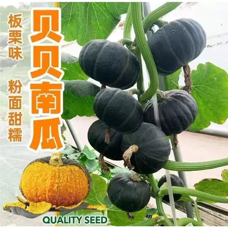 20เมล็ด/ซอง เมล็ดพันธุ์ ฟักทองญี่ปุ่น High Yield Japanese Pumpkin Seeds for Planting Pumpkin Plant S