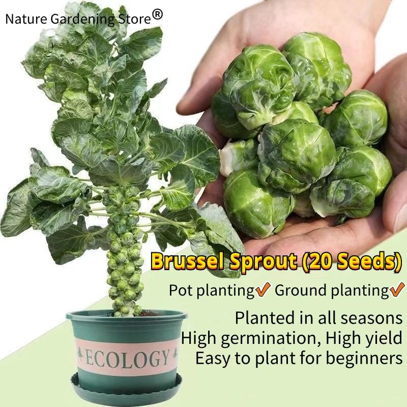 เมล็ดพันธุ์ กะหล่ำดาว บรรจุ 20 เมล็ด Brussels Sprouts Seed Organic Vegetable Seeds for Planting เมล็ดกะหล่ำบรัสเซลส์
