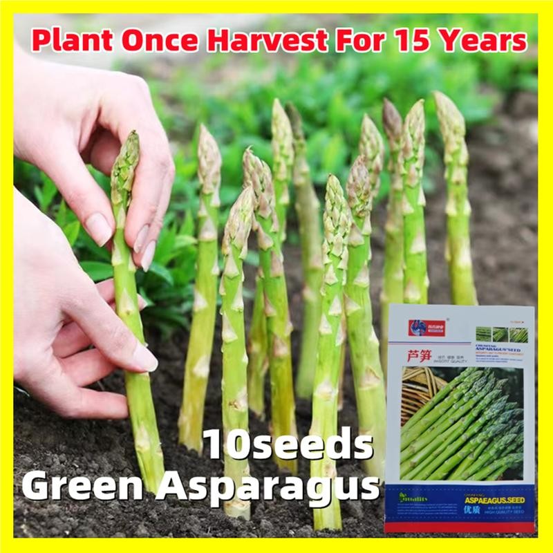 10เมล็ด เมล็ดหน่อไม้ฝรั่ง Green Asparagus Seeds Green Asparagus Seeds หน่อไม้ฝรั่ง เมล็ดพันธุ์ผัก ผั