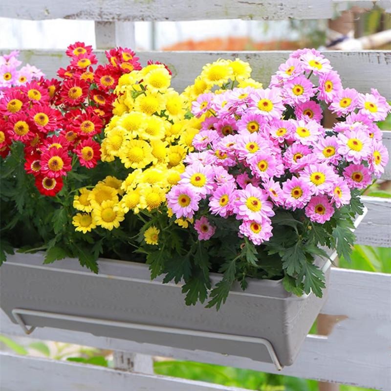 เมล็ดพันธุ์ ดอกครีพปิ้ง เดซี่ เมล็ดพันธุ์ ดอกเดซี่ 150เมล็ด ปลูกได้ทั่วไทย Daisy Seeds Flower Seeds บอนสี ต้นไม้มงคลสวยๆ - รูปที่ 3