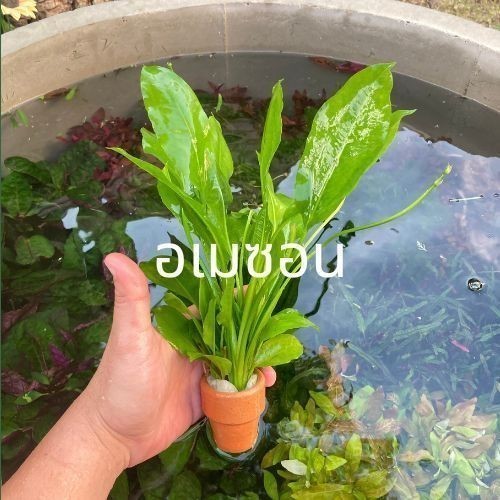 ต้นไม้น้ำ ไม้น้ำตู้ปลา เลี้ยงง่าย ไม่ต้องใช้คาร์บอน - รูปที่ 5