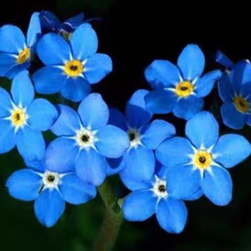 เมล็ดพันธุ์ อย่าลืมฉัน 10 เมล็ด Forget-me-not Seed Blue Flower Seeds เมล็ดดอกไม้ บอนสีสวยๆ ต้นไม้ประดับ ดอกไม้ปลูก ต้นไม - รูปที่ 4