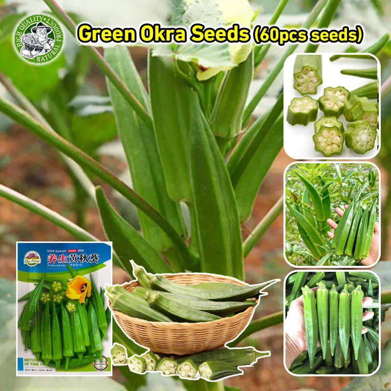 เมล็ดพันธุ์กระเจี๊ยบ ปลูกได้ทั้งปี Green Okra Seeds F1 Smooth Green Variety Okra Seeds Lady Finger O