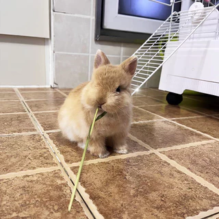1kg WheatGrassHay วีทกลาส หญ้าแมว ต้นข้าวสาลีอบลมร้อน หญ้ากระต่าย หนูแกสบี้ ชินชิลล่า