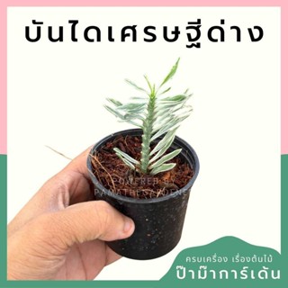 ต้นบันไดเศรษฐีด่าง ส่งพร้อมกระถาง 3 นิ้ว