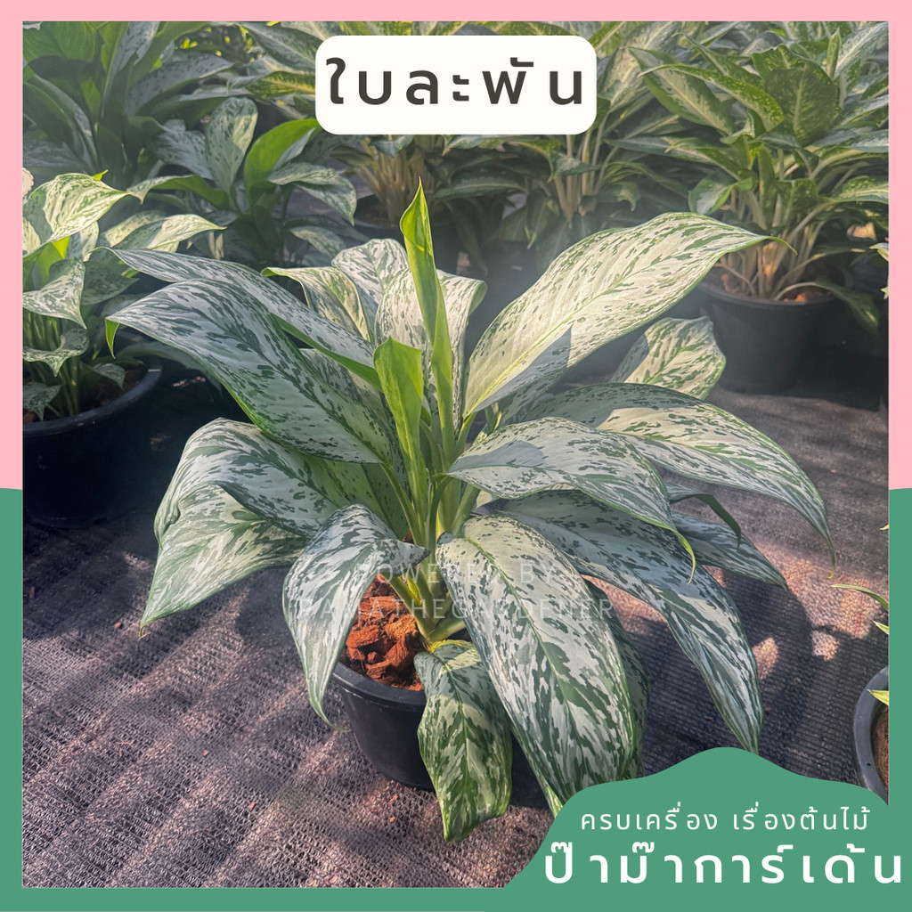 มุมมอง 2