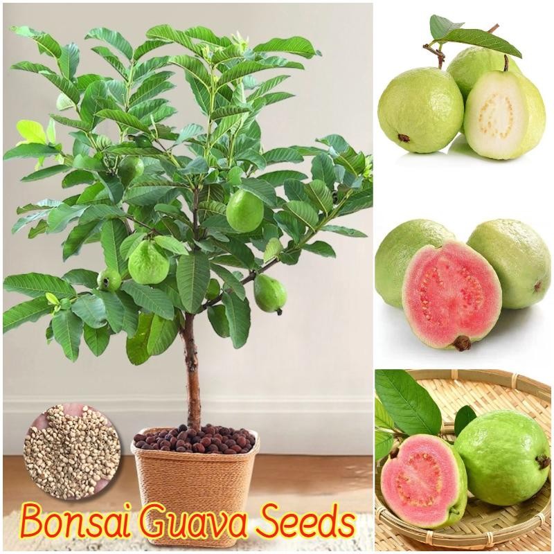 เมล็ดพันธุ์ ฝรั่ง บรรจุ 100เมล็ด Bonsai Guava Seeds Fruit Seeds เมล็ดฝรั่ง บอนสี เมล็ดผลไม้ ต้นไม้ผล