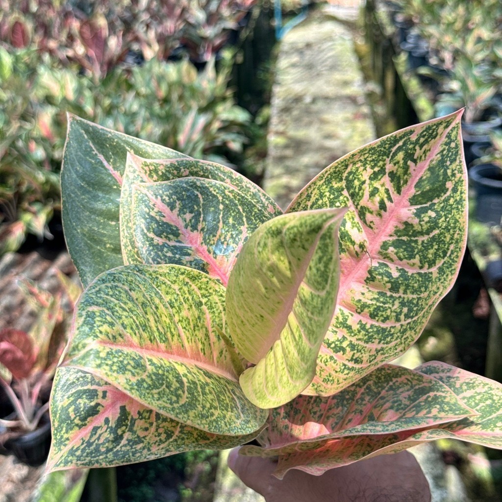 มุมมอง 2