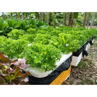 เมล็ดพันธ์ุผักสลัด 150-200 เมล็ด รับประกัน ตรงสายพันธุ์ อัตรางอก99% มีหลายแบบให้เลือก
