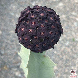 เก๋งจีนยักษ์ Caralluma acutangula แคคตัส กระบองเพชร cactus&s…