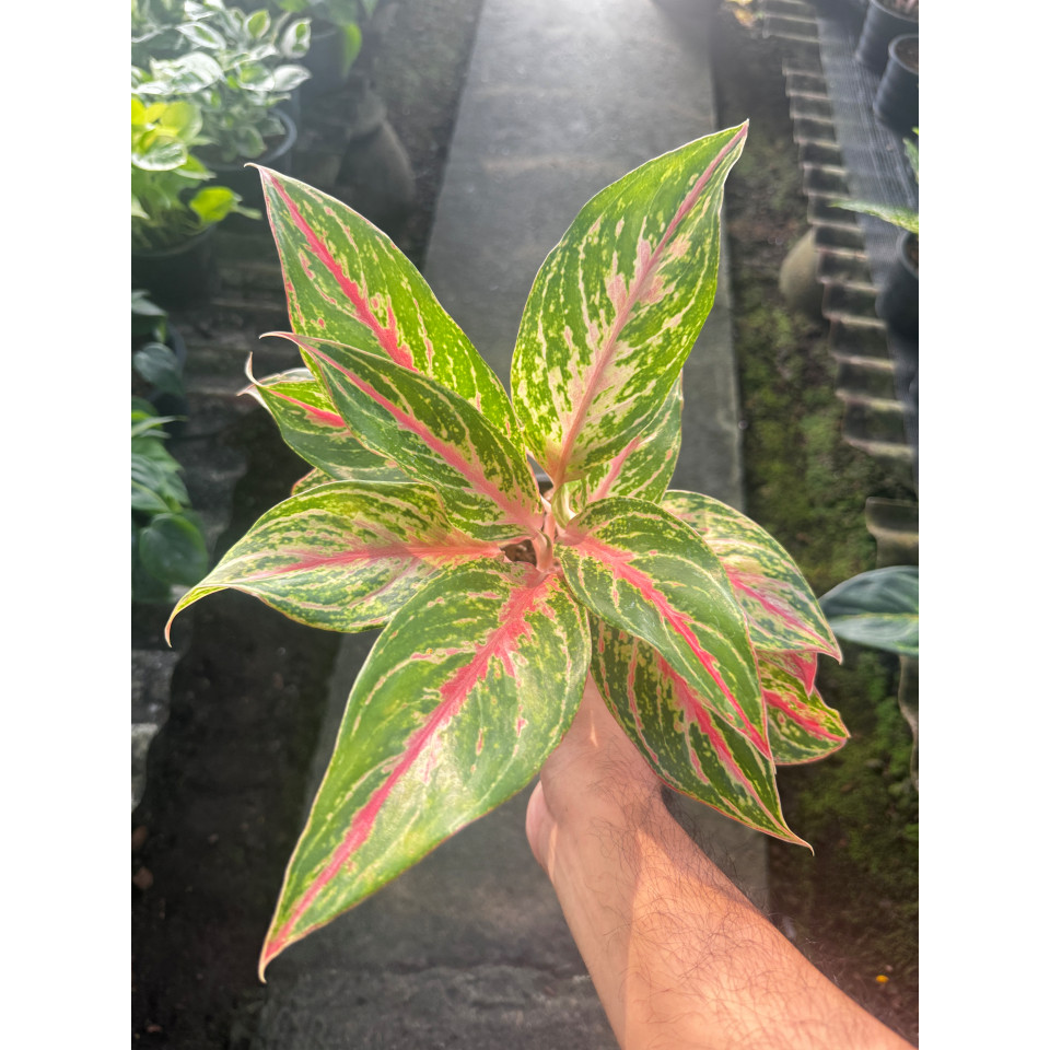 มุมมอง 3