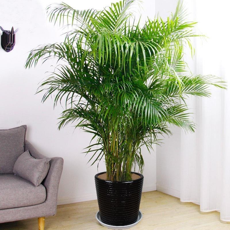 10แคปซูล / ถุง เมล็ดปาล์มอาริกา Areca palm seeds ต้นไม้มงคล ต้นไม้ฟอกอากาศ ต้นสนใบพาย ต้นสนญี่ปุ่น ต้นมะขามบอนไซ บอนไซ