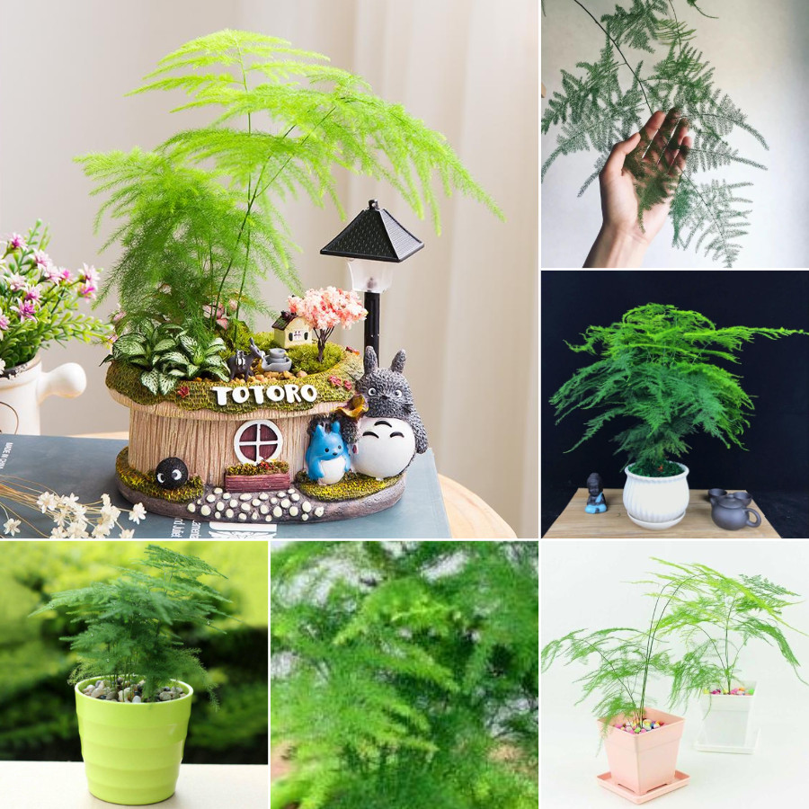 ต้นหน่อไม้ฝรั่ง（Asparagus Fern Tree Seeds）50ต้นไม้ ต้นไม้มงคล ต้นไม้ฟอกอากาศ ต้นสนใบพาย ต้นสนญี่ปุ่น ต้นมะขามบอนไซ บอนไซ