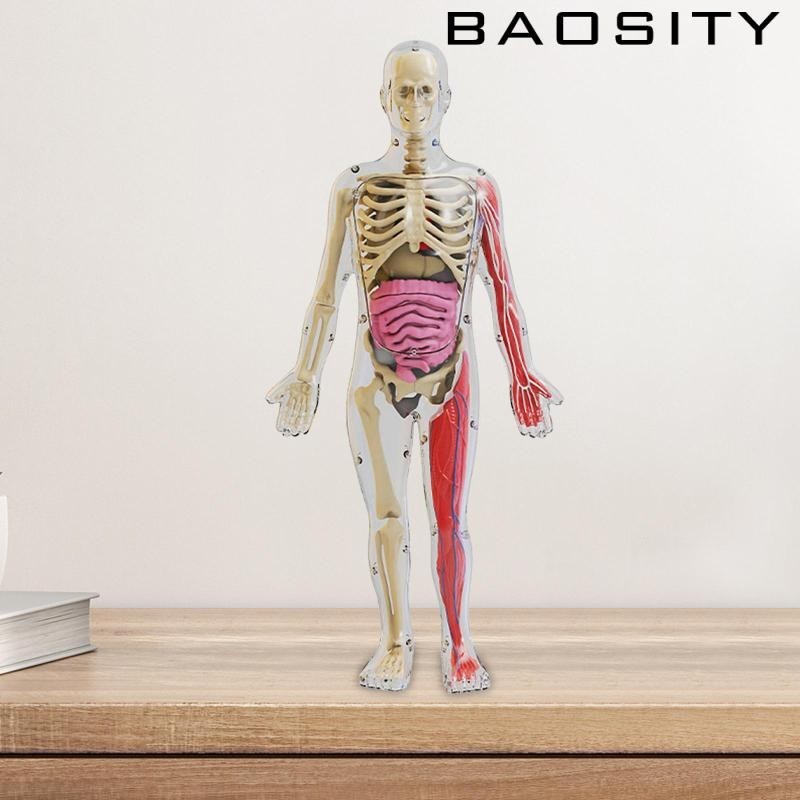 [Baosity] Human Body Kits, ของเล่นโมเดล, ชิ้นส่วนการประกอบ, อวัยวะ, อุปกรณ์ช่วยสอนสําหรับ