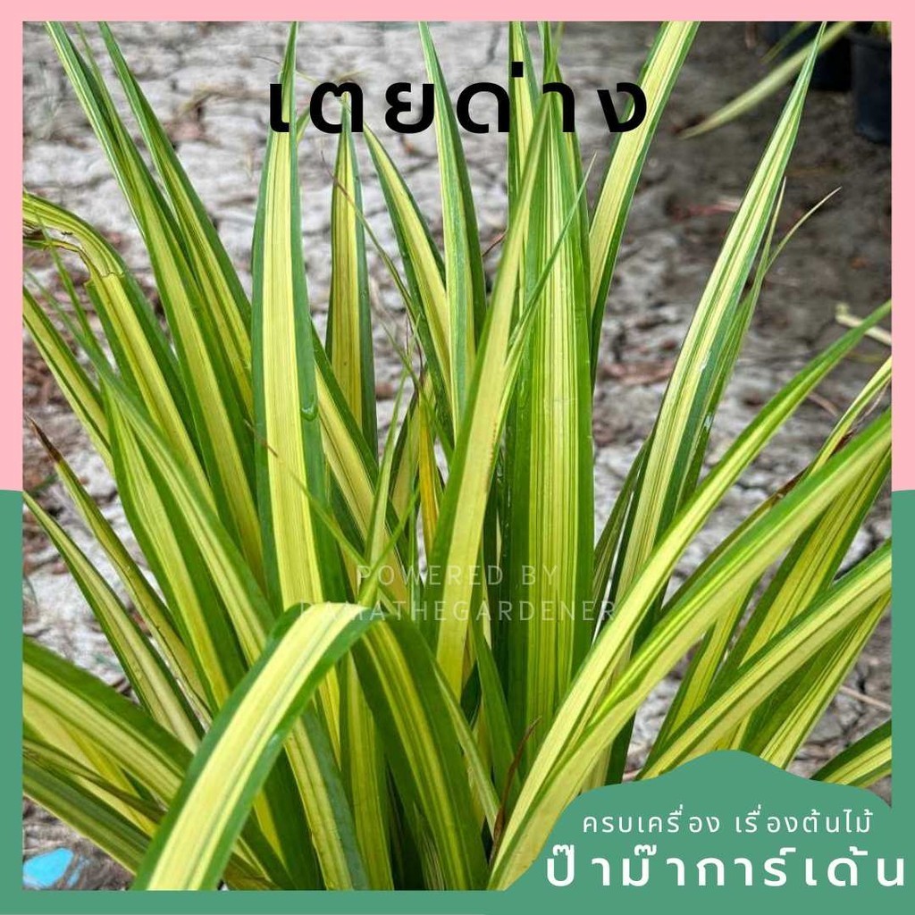 ต้นเตยด่าง พร้อมกระถาง 5 นิ้ว