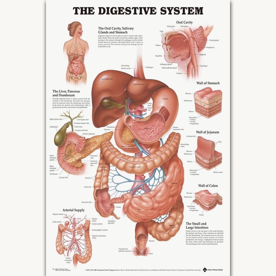 1Pcs Canvas Print FX1067 The Digestive System Human Body Health Structure Anatomy Chart Poster Art Silk Canvas Home Room Wall Printing Decor