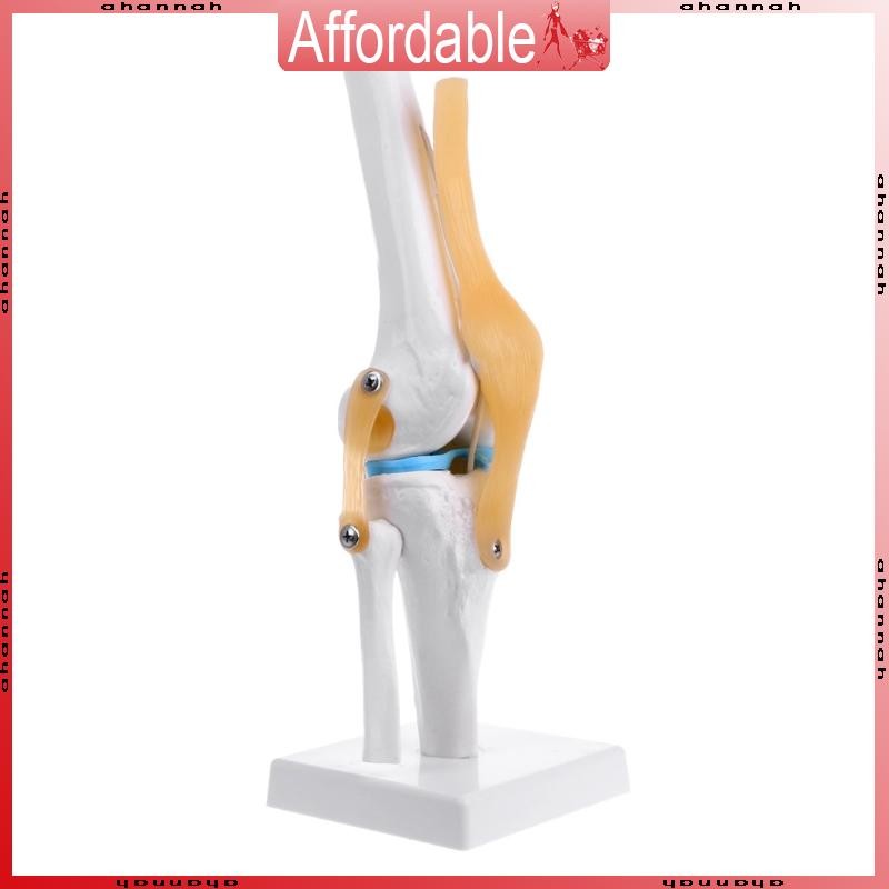 Ah Human Anatomical Knee Joint ยืดหยุ่นโครงกระดูกรุ่น Medical Learning Aid Anatomy