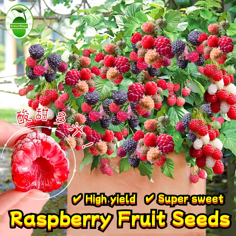 เมล็ดพันธุ์ ราสเบอร์รี่ บรรจุ 1000 เมล็ด Potted Raspberry Seed Fruit Seeds เมล็ดผลไม้ พันธุ์ไม้ผล บอนไซ บอนสี ต้นบอนสี