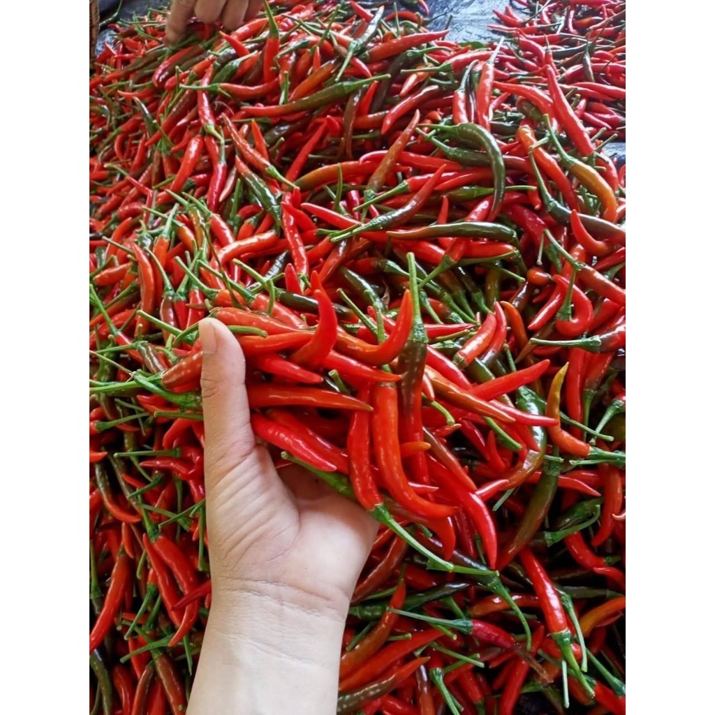 (3แถม1) จำนวน 500 เม็ด/ซอง เมล็ดพันธุ์พริกแดงจินดาผลดิบสีเขียว ผลแก่สุกสีแดงเข้ม ใช้ได้ทั้งผลสดและแห้ง (มีคู่มือการปลูก) - รูปที่ 4