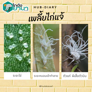 ไวต์ออยล์ ป้องกันเพลี้ยหอย เพลี้ยไฟ เพลี้ยแป้ง #เชอร์วู้ด