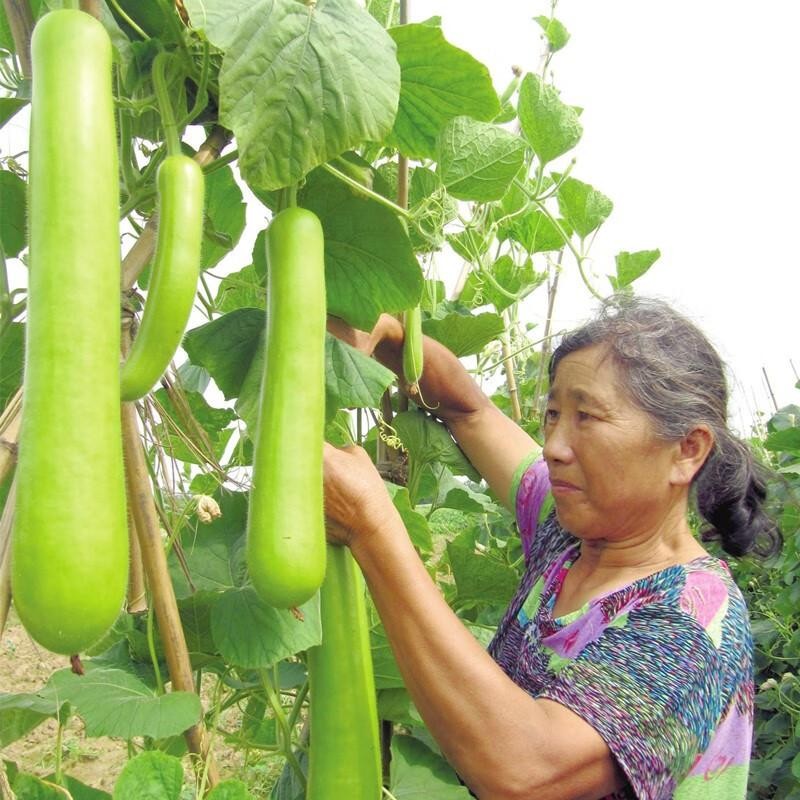 เมล็ดพันธุ์น้ำเต้ายาว บรรจุ 25 เมล็ด Long Bottle Gourd Seed เมล็ดพันธุ์ผัก ผักสวนครัว ผักออร์แกนิก ปลูกผัก สวนครัว โตไว - รูปที่ 3