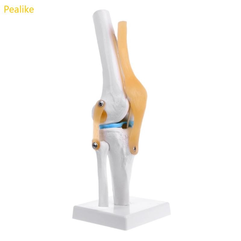 Pealike Human Anatomical Knee Joint ยืดหยุ่นโครงกระดูกรุ่น Medical Learning Aid Anatomy