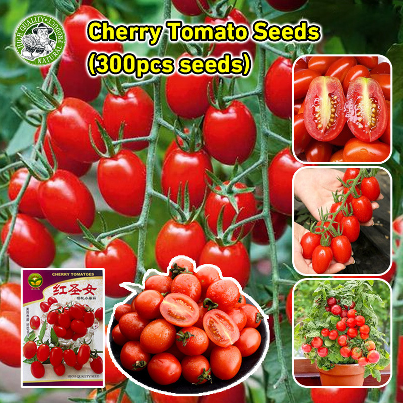 COD🌱มะเขือเทศเชอรี่ Large Red Cherry Tomato เมล็ดพันธุ์แท้ นำเข้าจากต่างประเทศ ปลูกผัก สวนครัว Red C