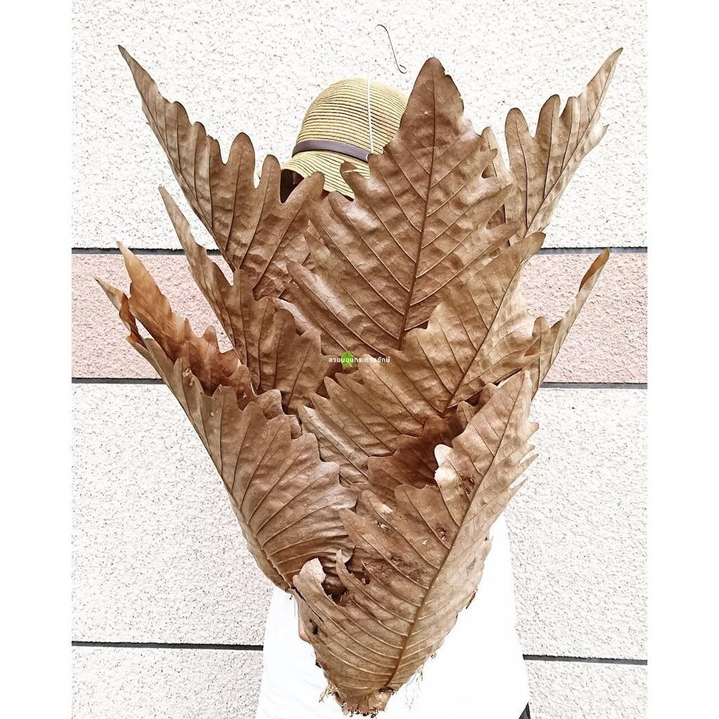 เฟิน, เฟิร์นกระแต, ต้นเฟิร์น, หัวว่าว - รูปที่ 2