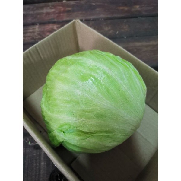 ผักกาดแก้ว สลัดแก้ว Iceberg Lettuce  1 หัว สด ใหม่  จาก ฟาร์ม ทุกวัน   ราคา ส่ง ถูกที่สุด