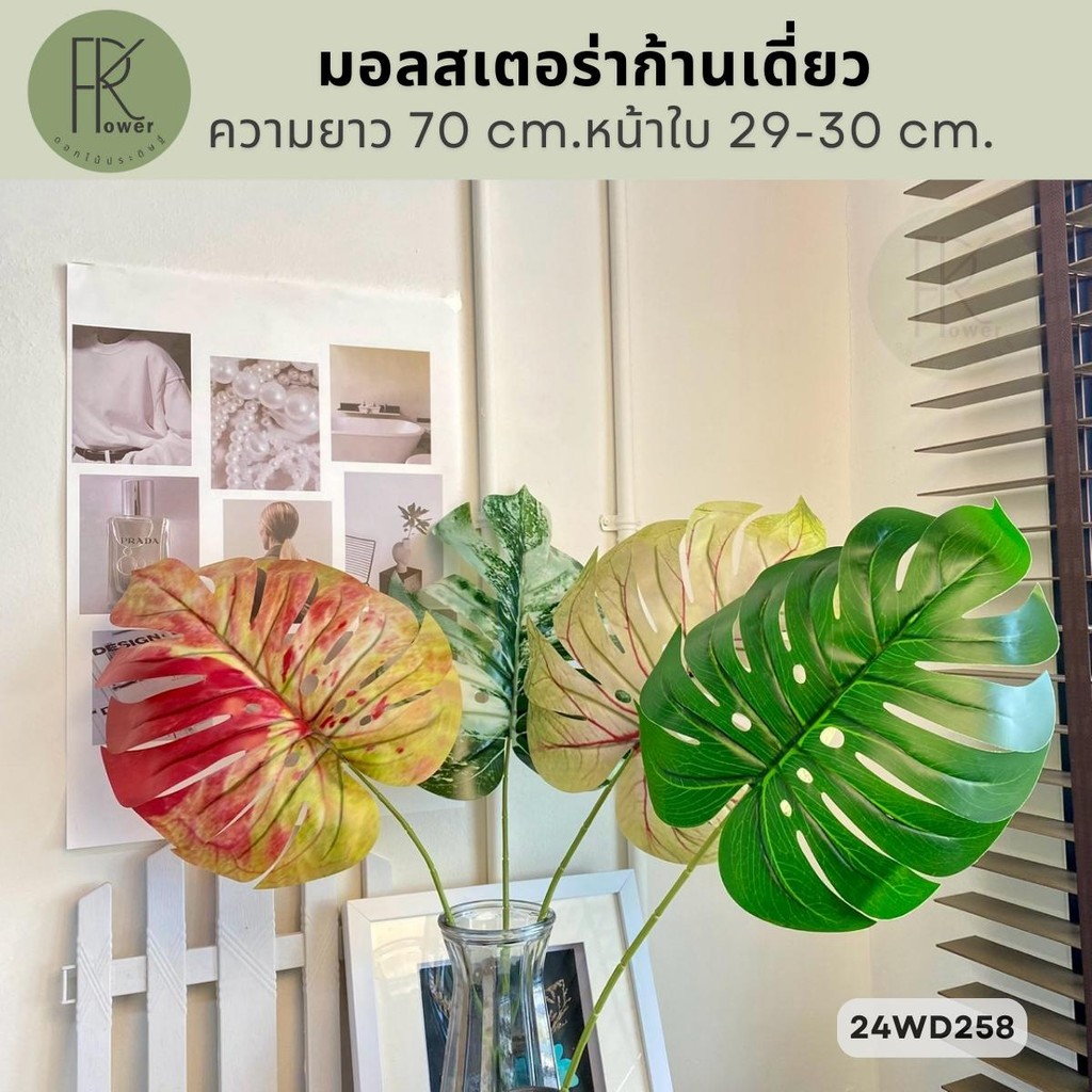 มอลสเตอร่าก้านเดี่ยว  ความยาว 70 cm.หน้าใบ 29-30 cm.