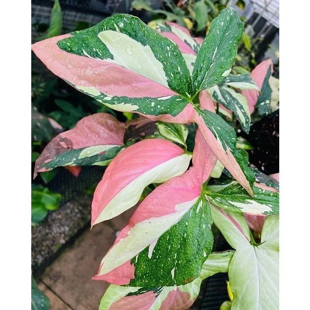 ขายยกถาด คุ้มมาก เงินไหลมาด่างชมพู( pink syngonium variegated) ไม้ฟอกอากาศ ไม้มงคล ขายส่ง วางบนโต๊ะท