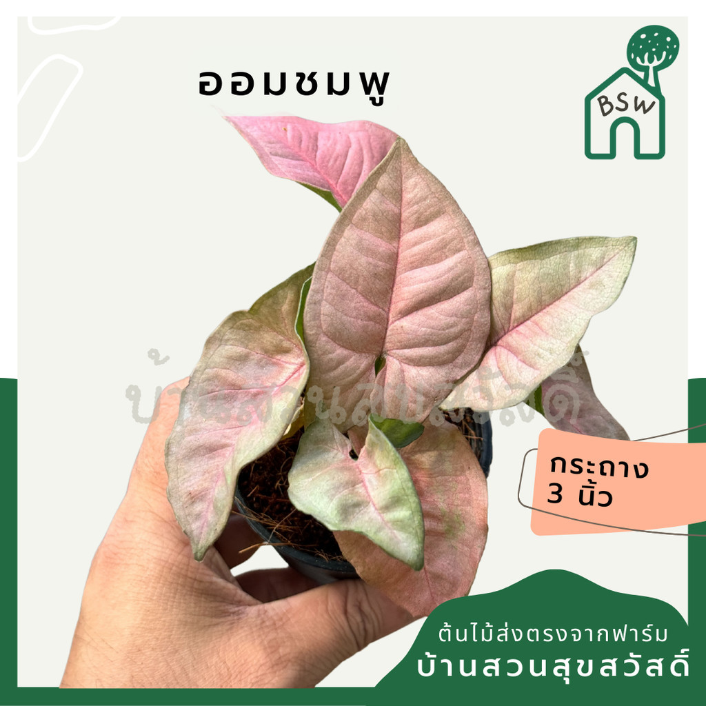 ต้นออมชมพู ส่งพร้อมกระถาง 3 นิ้ว