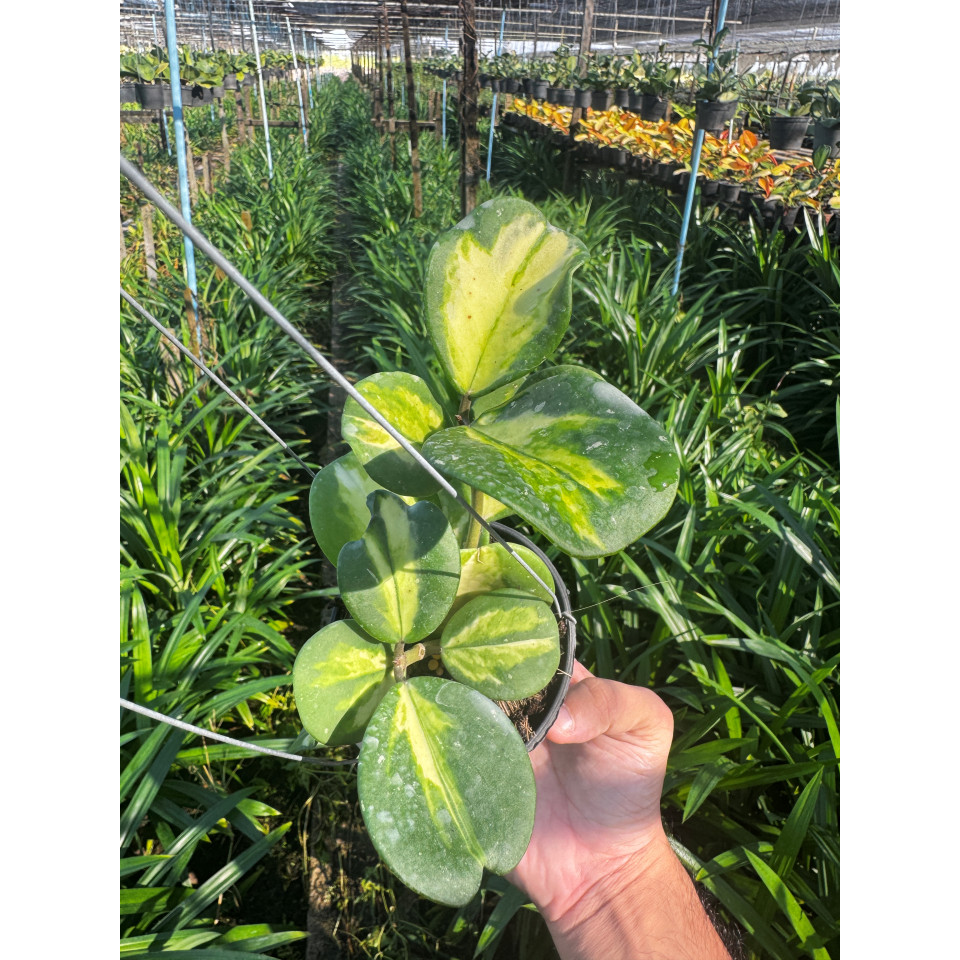 มุมมอง 6