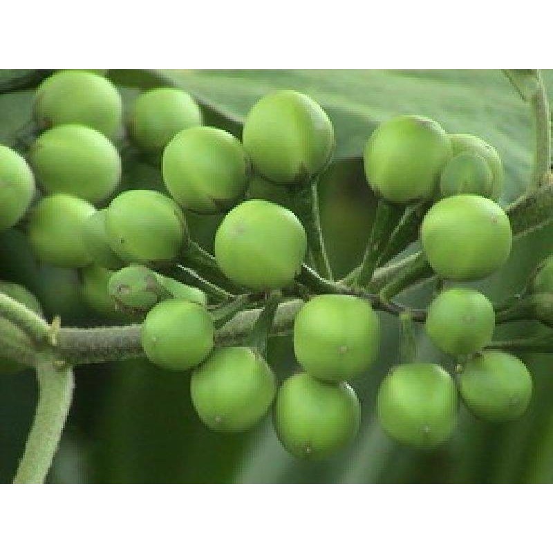 [10แถม1คละได้] เมล็ดพันธุ์ มะเขือพวง หนามน้อย พันธุ์บ้าน บักแข้ง 50-100 เมล็ด มีคู่มือปลูก