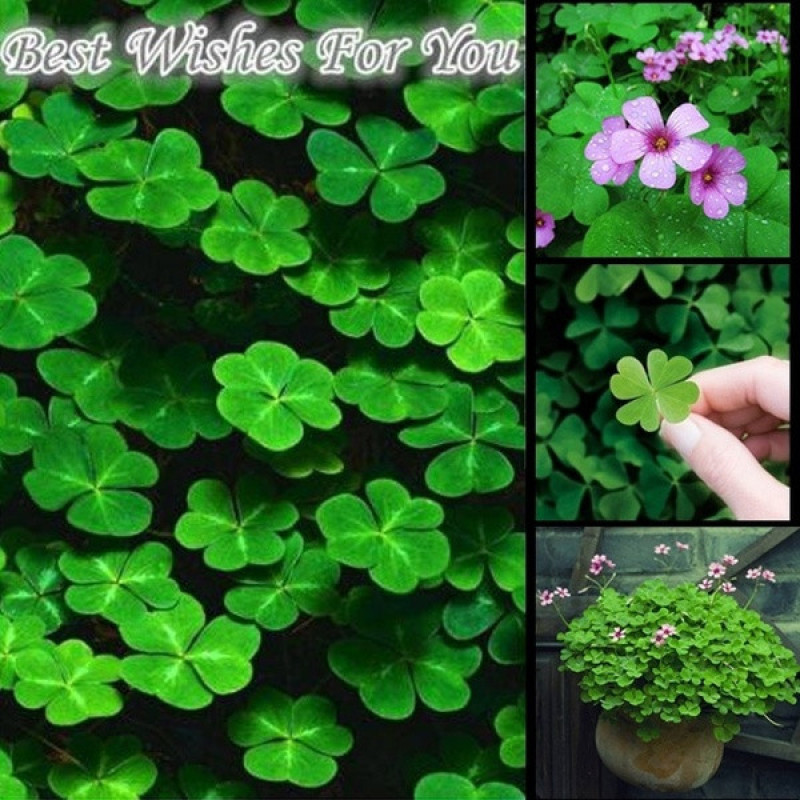 โคลเวอร์ Three Leaf Clover Seeds ต้นไม้นำโชค ไม้ประดับ พันธุ์ไม้ดอก ต้นไม้ฟอกอากาศ ต้นไม้มงคล บรรจุ 200 เมล็ด