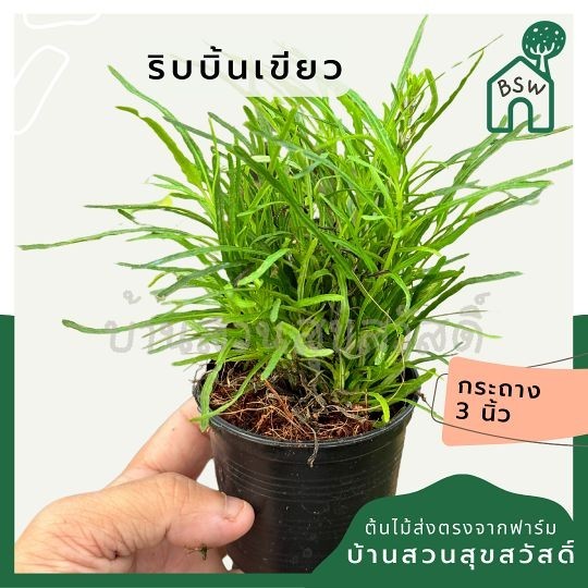 ต้นริบบิ้นเขียว ส่งพร้อมกระถาง 3 นิ้ว