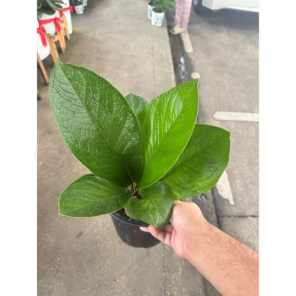 มุมมอง 2