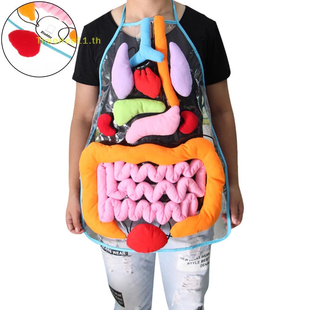 Timehee Anatomy ผ้ากันเปื้อนร่างกายมนุษย์อวัยวะการรับรู้การศึกษา insights ของเล่นเด็ก TH
