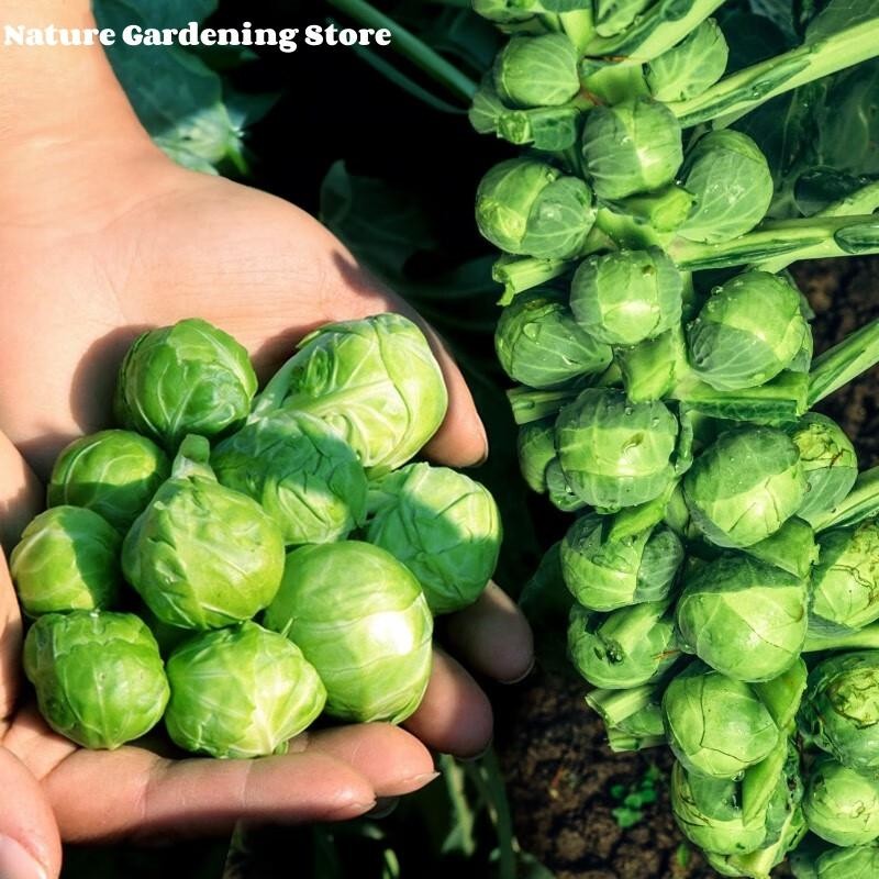 เมล็ดพันธุ์ กะหล่ำดาว บรรจุ 20 เมล็ด Brussels Sprouts Seed Organic Vegetable Seeds for Planting เมล็ดกะหล่ำบรัสเซลส์
