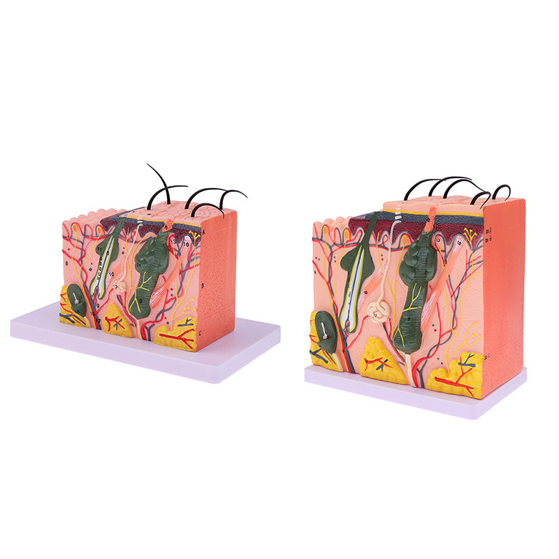 35/50times Skin Model Human Anatomical Skin Hair Structure ขยายรุ ่ น Anatomy ใหม ่
